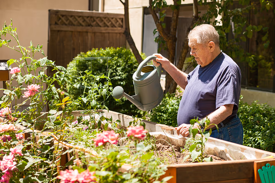 An elderly man wearing a navy blue t-shirt and jeans is watering plants in a raised garden bed outdoors. The garden bed contains various green plants and pink flowers. There is a wooden fence and greenery in the background.