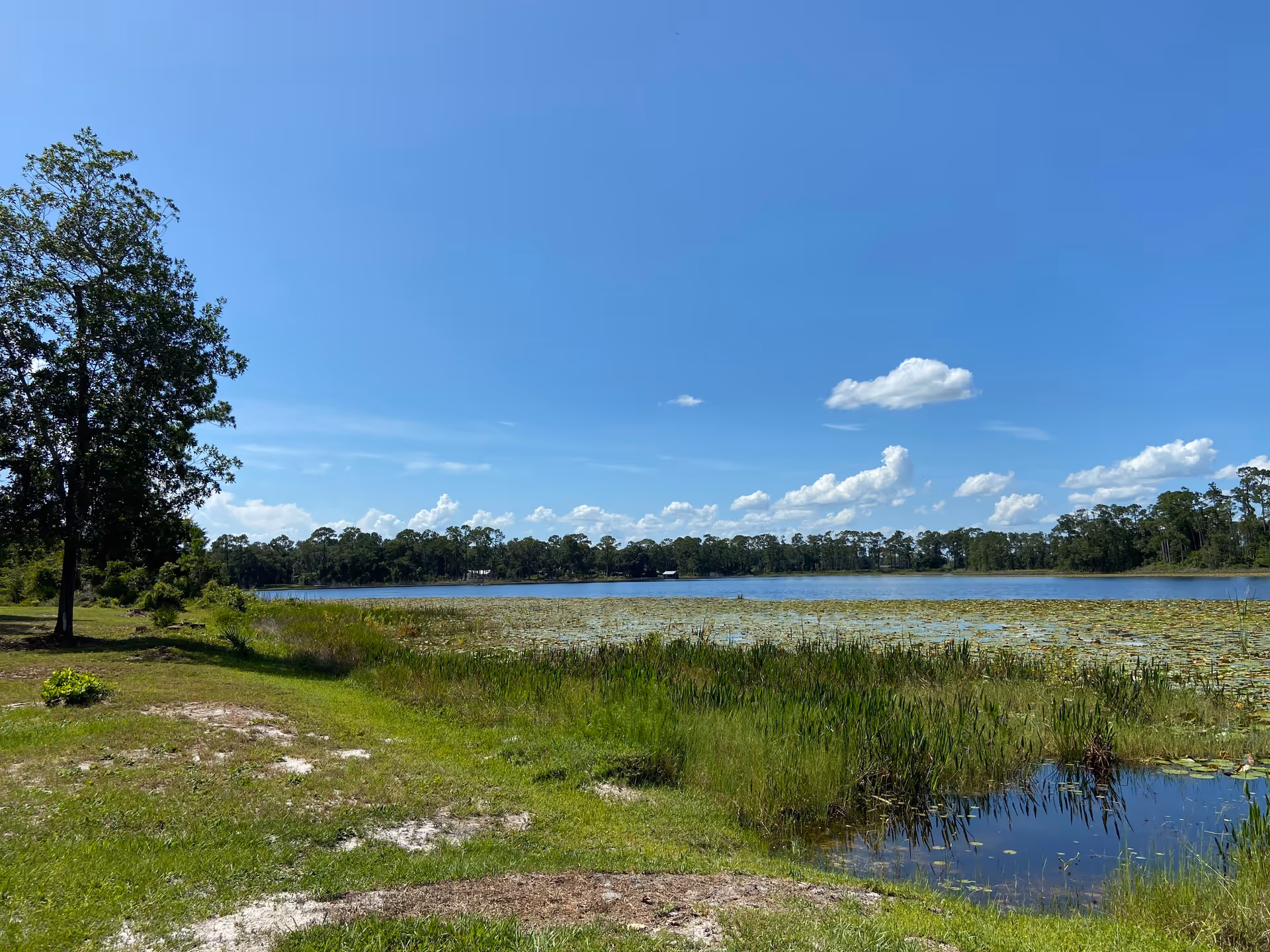 A scenic outdoor view of a lake with lily pads and tall grass along the shore, a tree on the left side, and a clear blue sky with a few scattered clouds.
