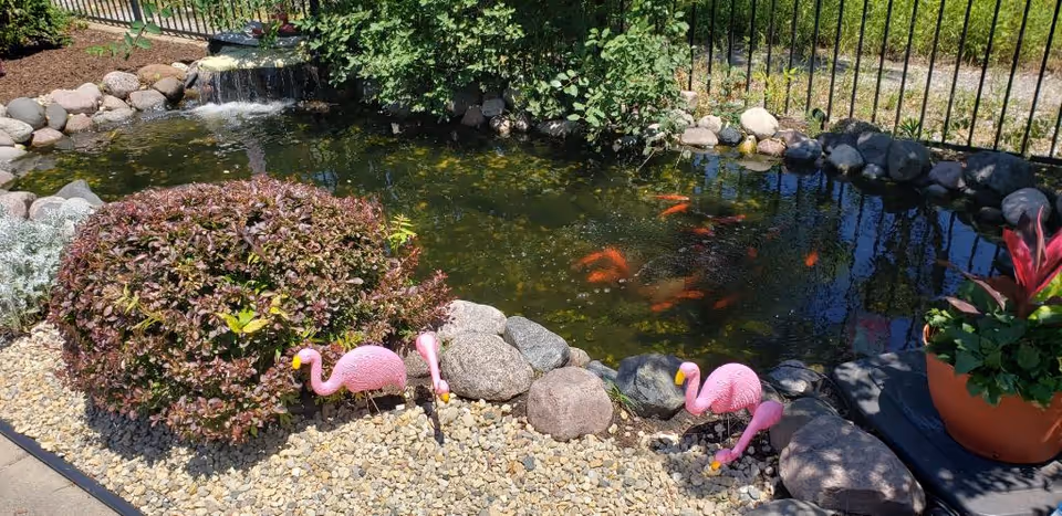 A small outdoor pond with orange fish swimming in it, surrounded by rocks and greenery. There is a small waterfall feature in the background. In front of the pond, there are three pink flamingo lawn ornaments placed on gravel. A potted plant with green and red leaves is on the right side near the pond.