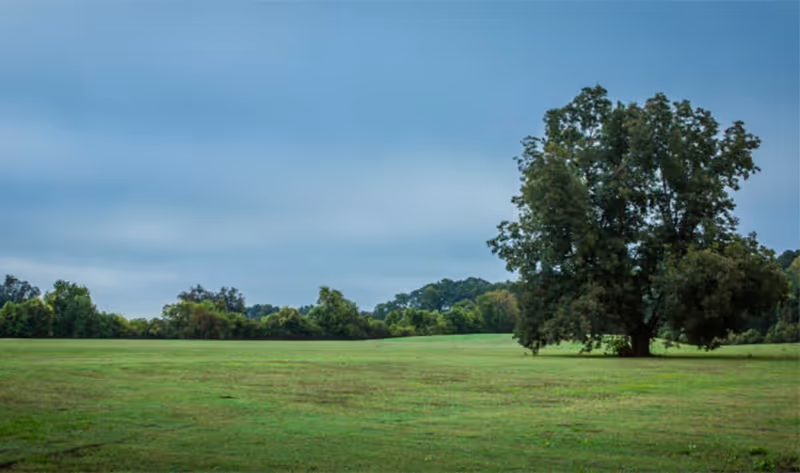 A wide open grassy field with a large tree on the right side and a line of smaller trees and bushes in the background under a cloudy blue sky.