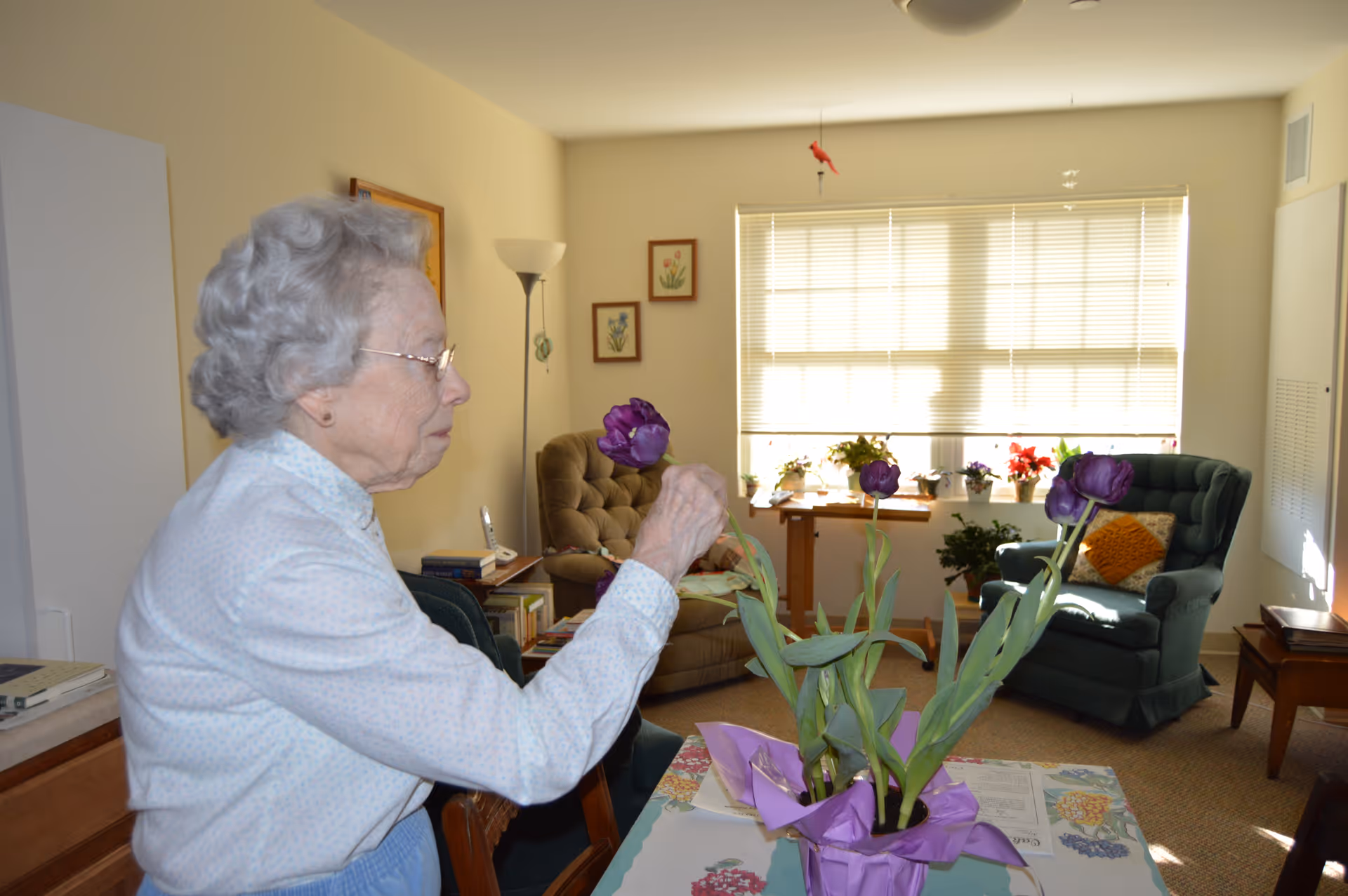 An elderly woman with gray hair and glasses is tending to a purple potted flower on a table in a cozy living room. The room has two armchairs, a side table, framed floral artwork on the walls, and a window with blinds letting in natural light. There are several potted plants on a table near the window.