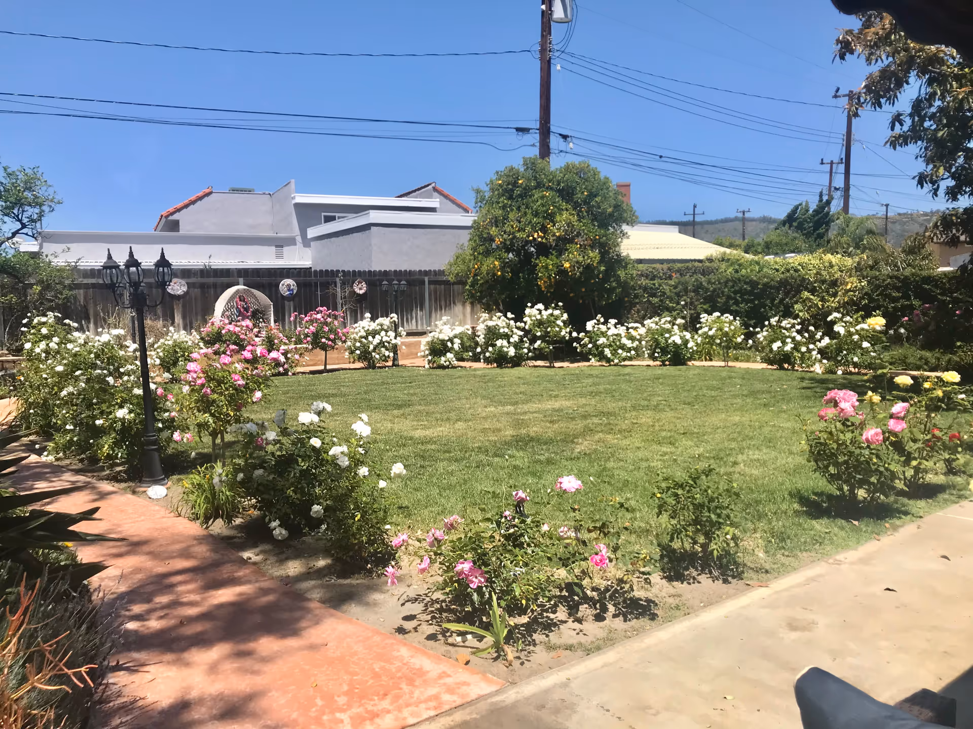 Garden with rose bushes and lawn in front of a senior living building under blue sky.
