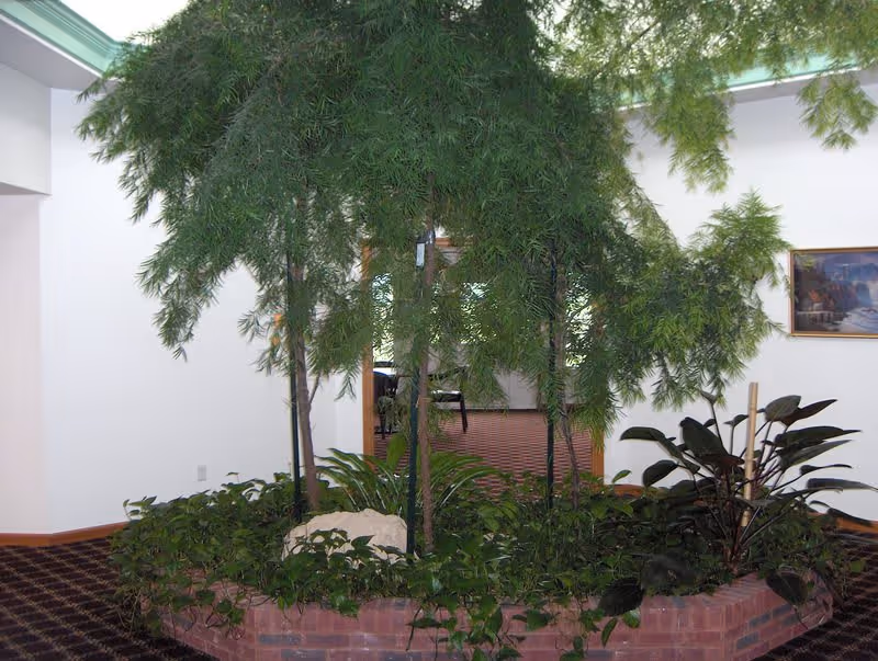 Indoor garden area with various green plants and small trees planted in a raised brick planter inside a room with white walls and patterned carpet. A framed painting hangs on the wall in the background.