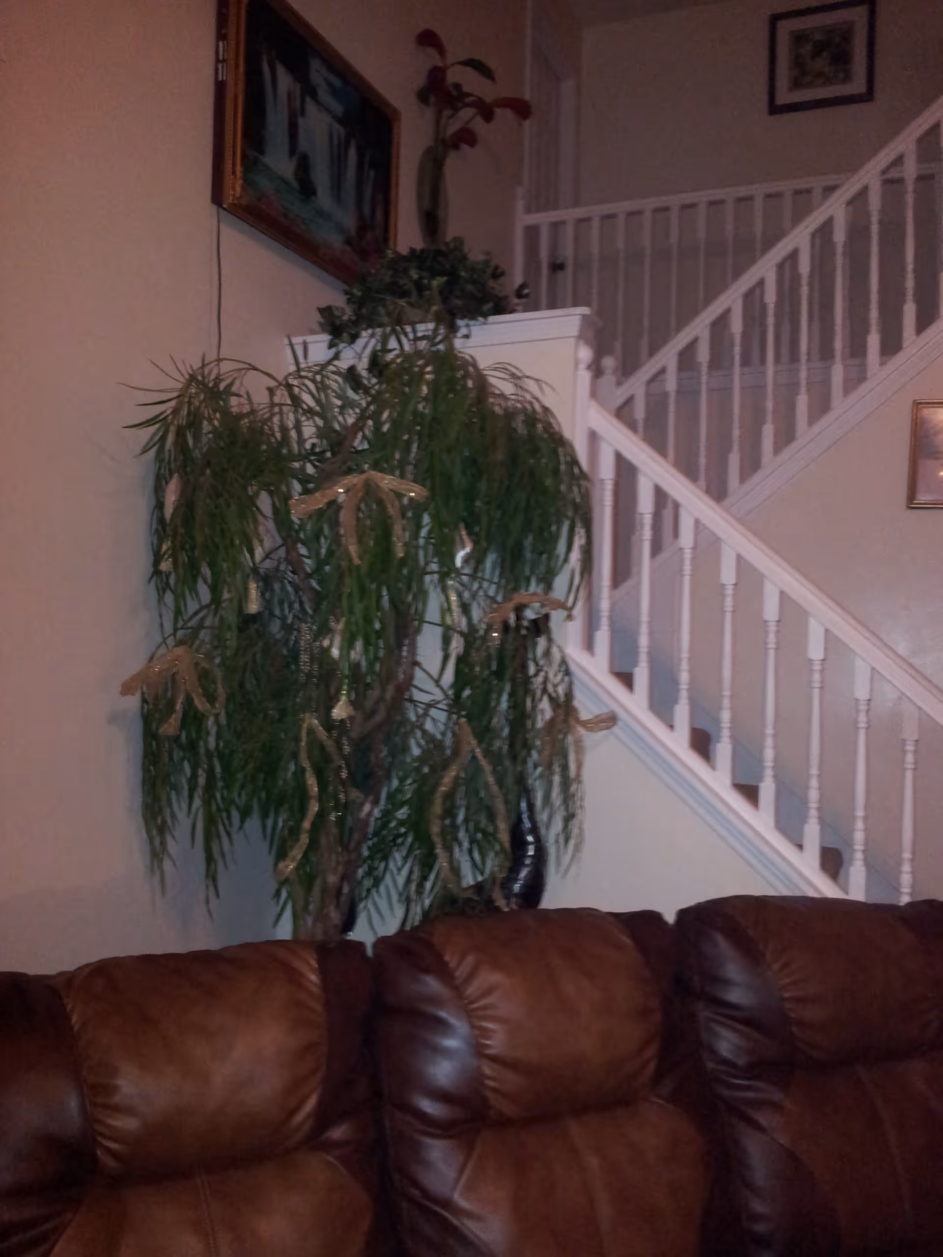 Interior view of a living room area featuring a brown leather couch in the foreground, a large green potted plant with decorative ribbons, a staircase with white railing in the background, and framed artwork on the walls.